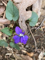 Viola sororia