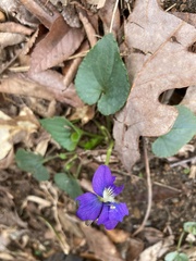 Viola sororia