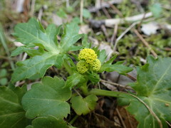 Sanicula laciniata