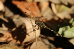 Orthetrum