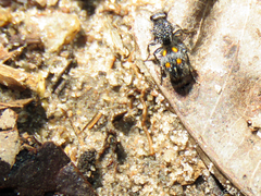 Traumatomutilla quadrum