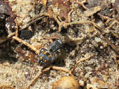 Traumatomutilla quadrum