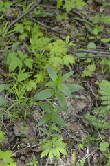 Galium rubioides