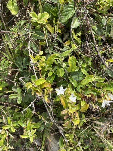 Jacquemontia nodiflora, photograph 2