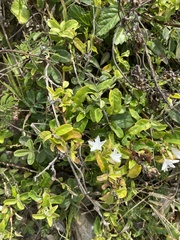 Jacquemontia nodiflora, photograph David LaMagna, CC BY, iNaturalist via GBIF