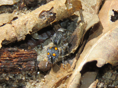 Traumatomutilla quadrum