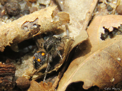 Traumatomutilla quadrum