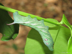 Xylophanes chiron