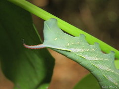 Xylophanes chiron
