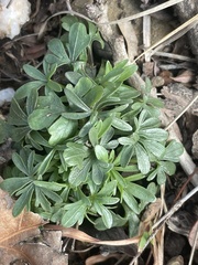 Viola pedata