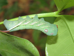 Xylophanes chiron