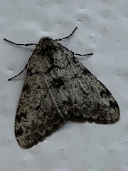 Phigalia strigataria