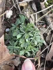 Viola pedata