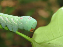 Xylophanes chiron