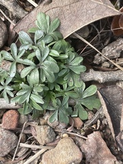 Viola pedata