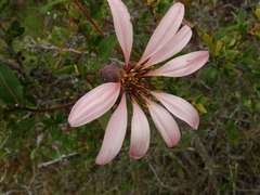 Mutisia spinosa
