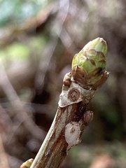 Ribes bracteosum
