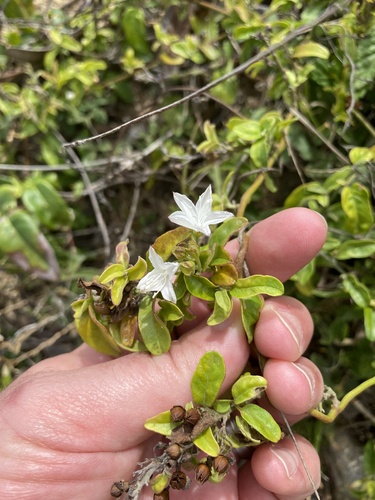 Jacquemontia nodiflora, photograph 1