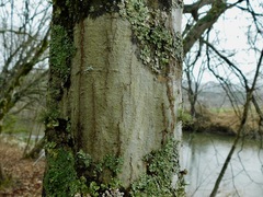 Phlyctis boliviensis