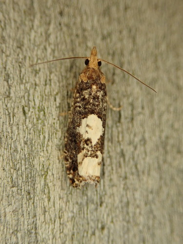 Birch Epinotia Moth photo 3