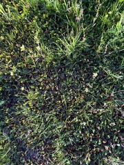 Trifolium subterraneum