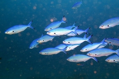 Caesio caerulaurea