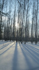 Betula pendula