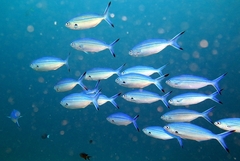 Caesio caerulaurea