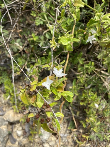 Jacquemontia nodiflora