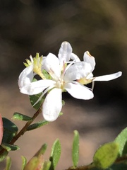 Agathosma planifolia