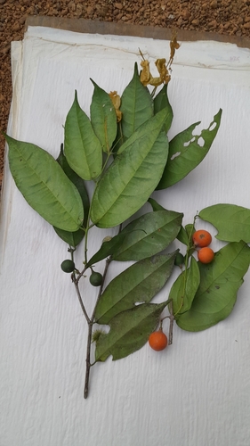 Salacia staudtiana