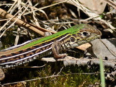 Teius oculatus