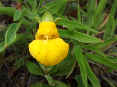 Calceolaria polyrhiza