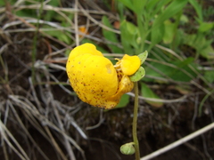 Calceolaria polyrhiza