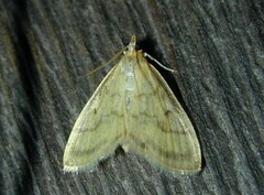 Crocidophora tuberculalis