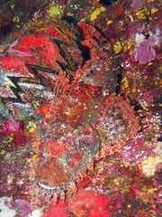 Scorpaenopsis oxycephalus