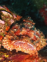 Scorpaenopsis oxycephalus