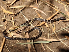 Dipsas ventrimaculata