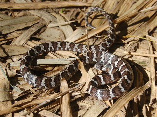 Boulenger's Tree Snake, Dipsas ventrimaculata
