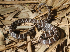 Dipsas ventrimaculata