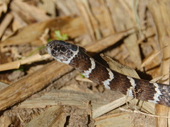 Dipsas ventrimaculata