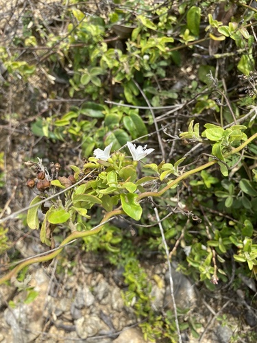 Jacquemontia nodiflora, photograph 3