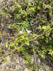 Jacquemontia nodiflora, photograph David LaMagna, CC BY, iNaturalist via GBIF