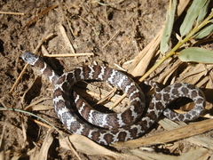 Dipsas ventrimaculata