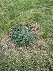 Cirsium vulgare
