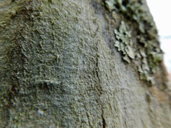 Phlyctis boliviensis