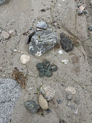 Atrichoseris platyphylla