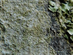 Phlyctis boliviensis