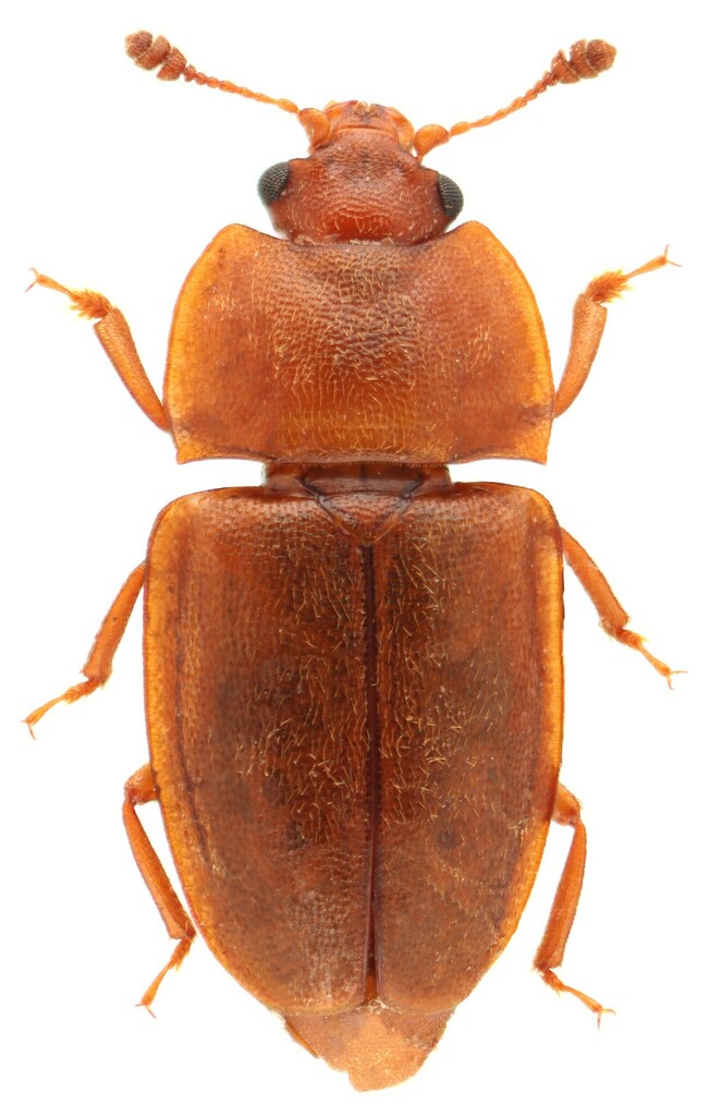 Avaricious Sap Beetle