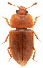 Epuraea avara